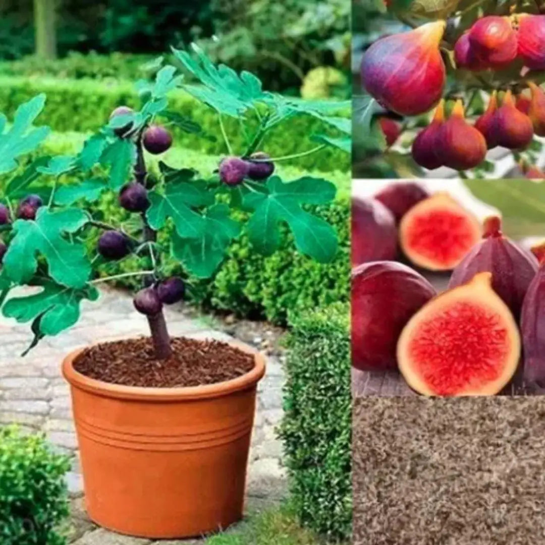 AI Fig Tree Seeds pack of 2 Main image
