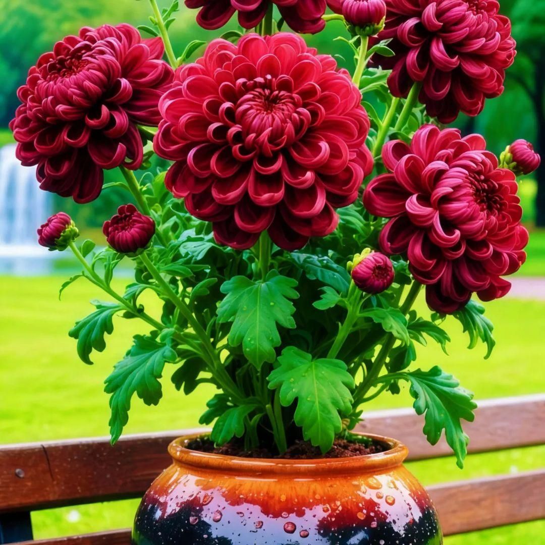 AI Double-Petal Chrysanthemums Seeds and 100 grams Organic Pot Mix PACK 2 Main image