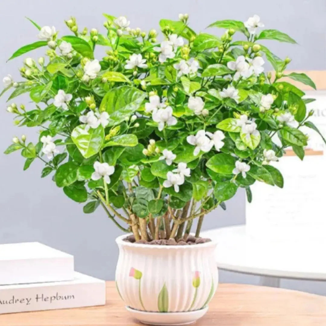 AI Double Jasmine Seeds PACK OF 2 Main image
